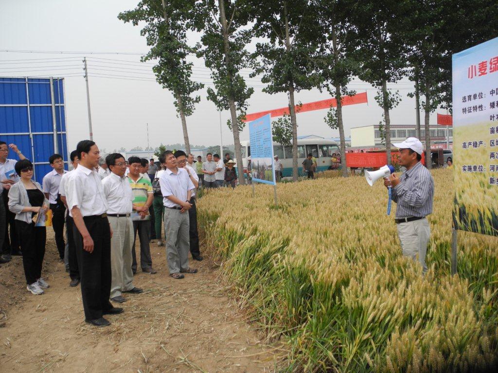 15年中麦895新乡现场会.jpg 15年中麦895新乡现场会.jpg