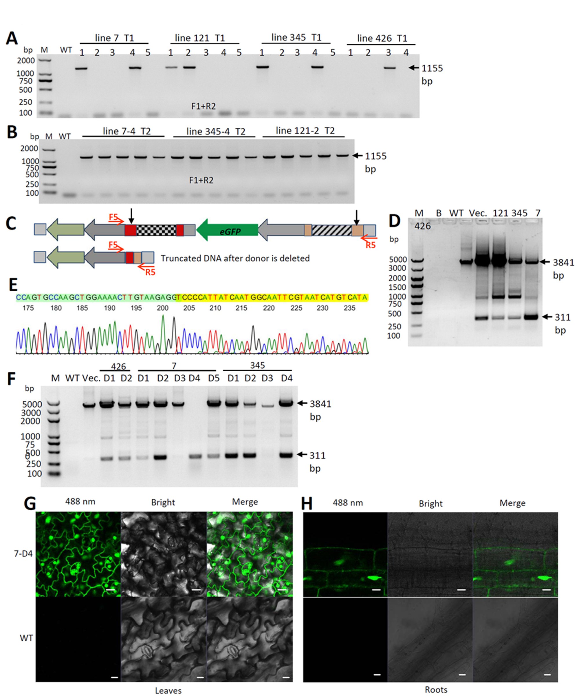 Figure 4 Xie to news_副本2_副本.jpg Figure 4 Xie to news_副本2_副本.jpg