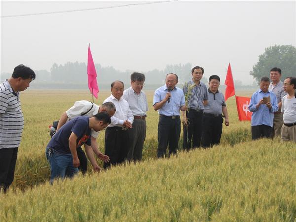 中麦.jpg 中麦.jpg