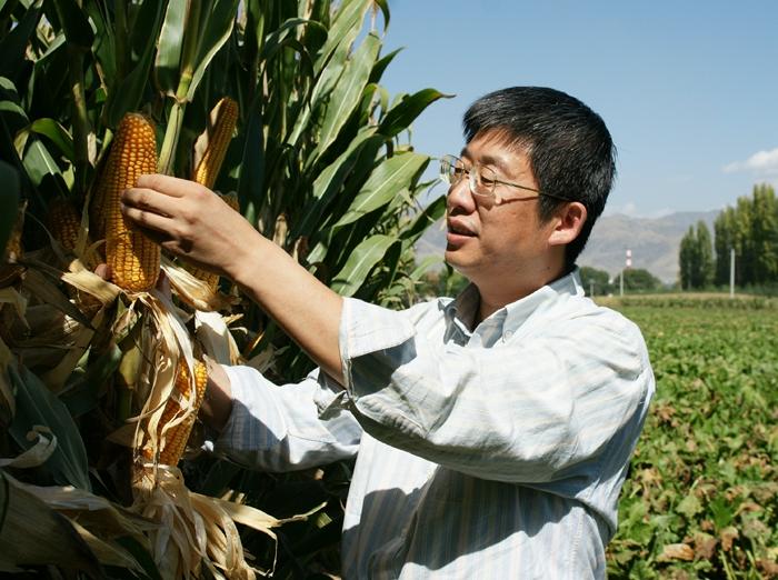 密植高产成果图片李少昆-1.jpg 密植高产成果图片李少昆-1.jpg