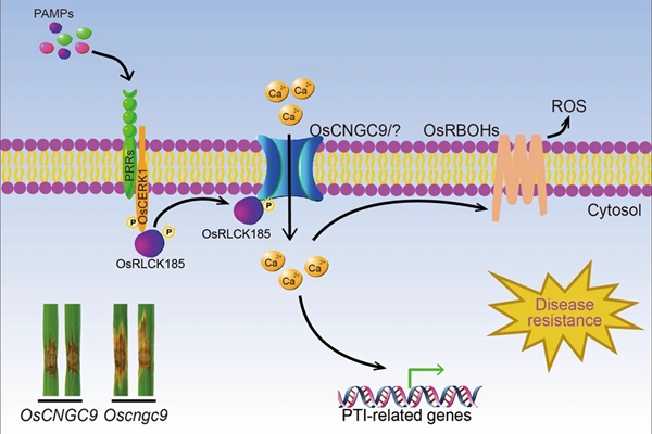 OsCNGC9调控水稻苗期稻瘟病抗性的模式图